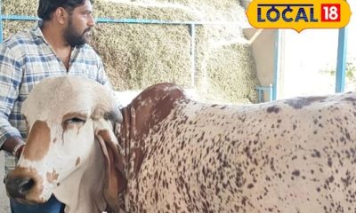 தினமும் 20 லிட்டர் பால் கொடுக்கும் கிர் மாடு... விலை எவ்ளோ தெரியுமா...