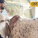 தினமும் 20 லிட்டர் பால் கொடுக்கும் கிர் மாடு... விலை எவ்ளோ தெரியுமா...