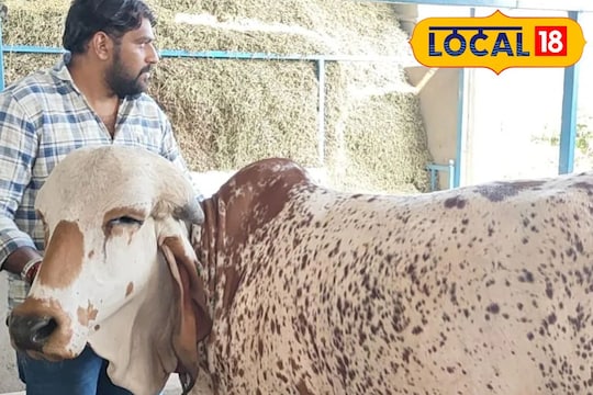 தினமும் 20 லிட்டர் பால் கொடுக்கும் கிர் மாடு... விலை எவ்ளோ தெரியுமா...