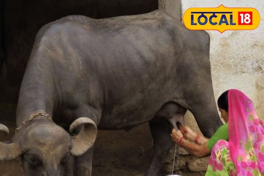மாடு அதிகம் பால் கொடுக்கணுமா... இந்த மாதிரி உணவு கொடுத்தால் போதும்...