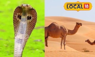 ஒட்டகத்திற்கு விருந்தாகும் விஷப்பாம்புகள்