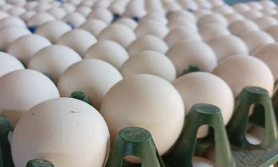முட்டை கொள்முதல் விலை வரலாறு காணாத அளவுக்கு உயர்வு
