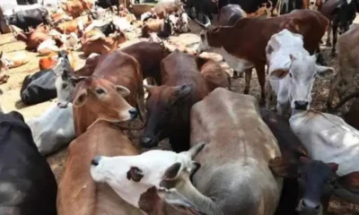 cattle