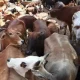cattle