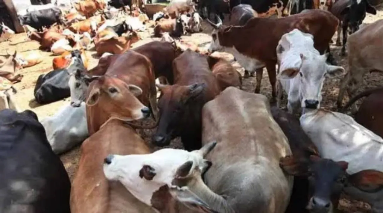 cattle