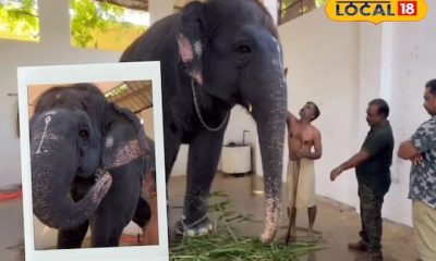 திருச்செந்தூர் தெய்வானை யானை