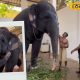 திருச்செந்தூர் தெய்வானை யானை