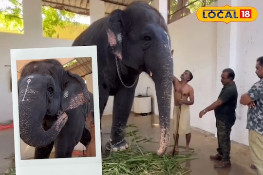திருச்செந்தூர் தெய்வானை யானை