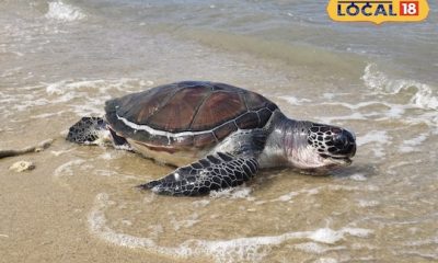 முட்டையிட வரும் ஆமைகள்- உயிரழந்து கரை ஒதுங்குவது ஏன்