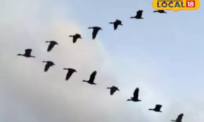 வலசை செல்லும் பறவைகள் எப்படி இளைப்பாறும் தெரியுமா ?
