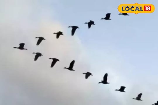 வலசை செல்லும் பறவைகள் எப்படி இளைப்பாறும் தெரியுமா ?