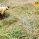 விழுப்புரம் வெள்ளம்: தமிழக அரசு அறிவித்துள்ள நிவாரண உதவித்தொகை விவரம்..