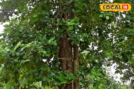 லட்சங்களில் லாபம் தரும் செம்மரம் சாகுபடி... விவசாயிகள் பயன்பெறுவது எப்படி தெரியுமா...