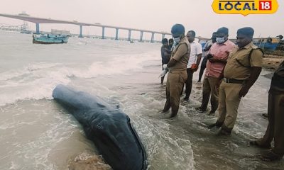 20 அடி நீளமுடைய பனை திமிங்கிலமானது கரை ஒதுங்கியது