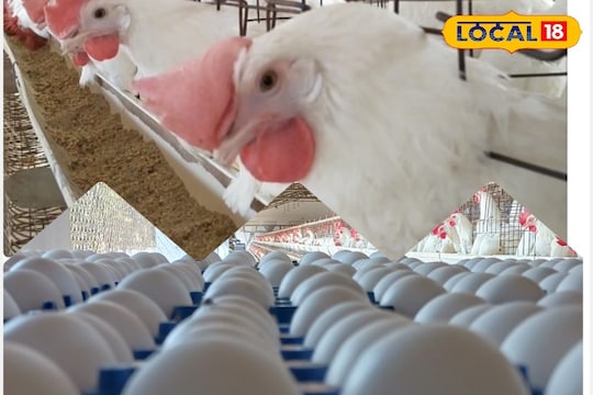 12 நாட்களுக்கு பிறகு முட்டை விலை குறைவு.....