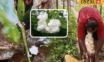 மல்லிகை செடியை தாக்கும் பூஞ்சை நோய்