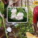 மல்லிகை செடியை தாக்கும் பூஞ்சை நோய்