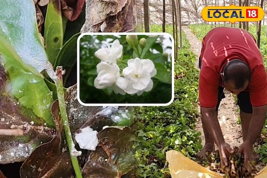 மல்லிகை செடியை தாக்கும் பூஞ்சை நோய்