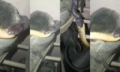 Viral Video Of Snake | சாரைப்பாம்பை உயிருடன் விழுங்கிய கட்டுவிரியன்! - திக் திக் வீடியோ