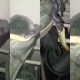 Viral Video Of Snake | சாரைப்பாம்பை உயிருடன் விழுங்கிய கட்டுவிரியன்! - திக் திக் வீடியோ