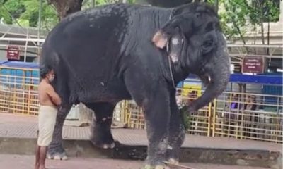 தனக்குத்தானே வைத்தியம் பார்த்துக்கொண்ட யானை தெய்வானை.. வியந்து பார்த்த பக்தர்கள்...!
