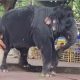 தனக்குத்தானே வைத்தியம் பார்த்துக்கொண்ட யானை தெய்வானை.. வியந்து பார்த்த பக்தர்கள்...!