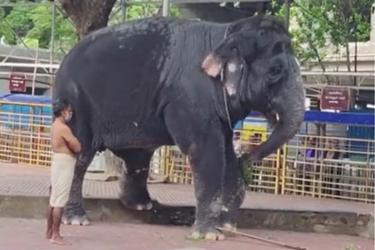 தனக்குத்தானே வைத்தியம் பார்த்துக்கொண்ட யானை தெய்வானை.. வியந்து பார்த்த பக்தர்கள்...!