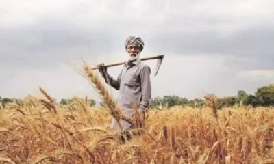 pm kissan wheat farmer