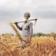 pm kissan wheat farmer