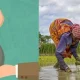 PM Kisan 19