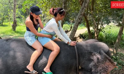 Elephant with Janani