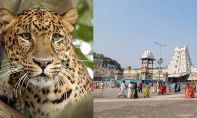 Tirupati Leopard