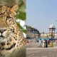 Tirupati Leopard