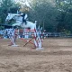 Puducherry National level equestrian competition TN athletes win medals Tamil News