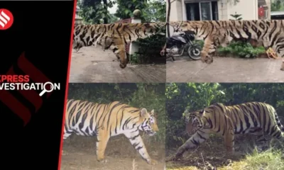 Tiger Poching