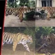 Tiger Poching