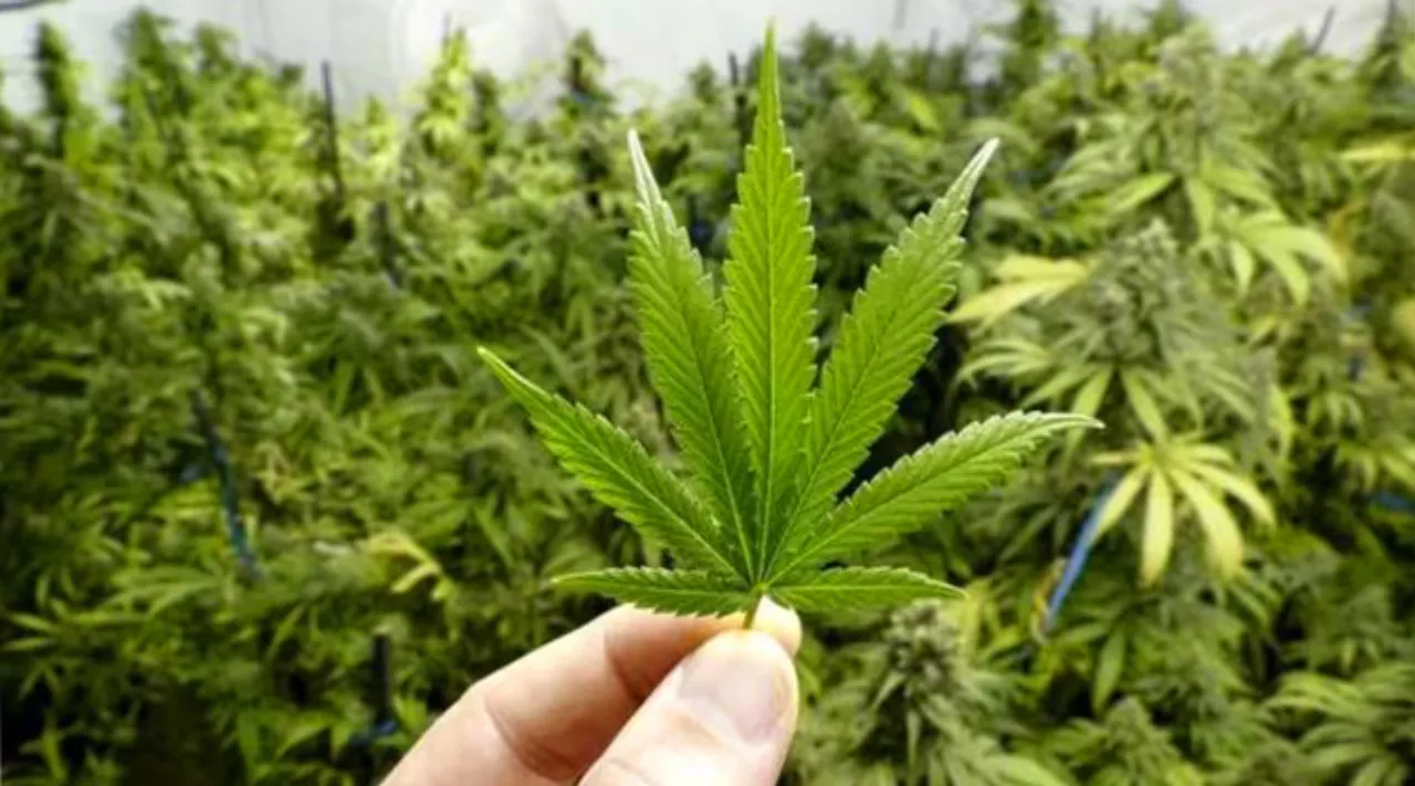 hydroponic weed