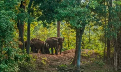 elephant