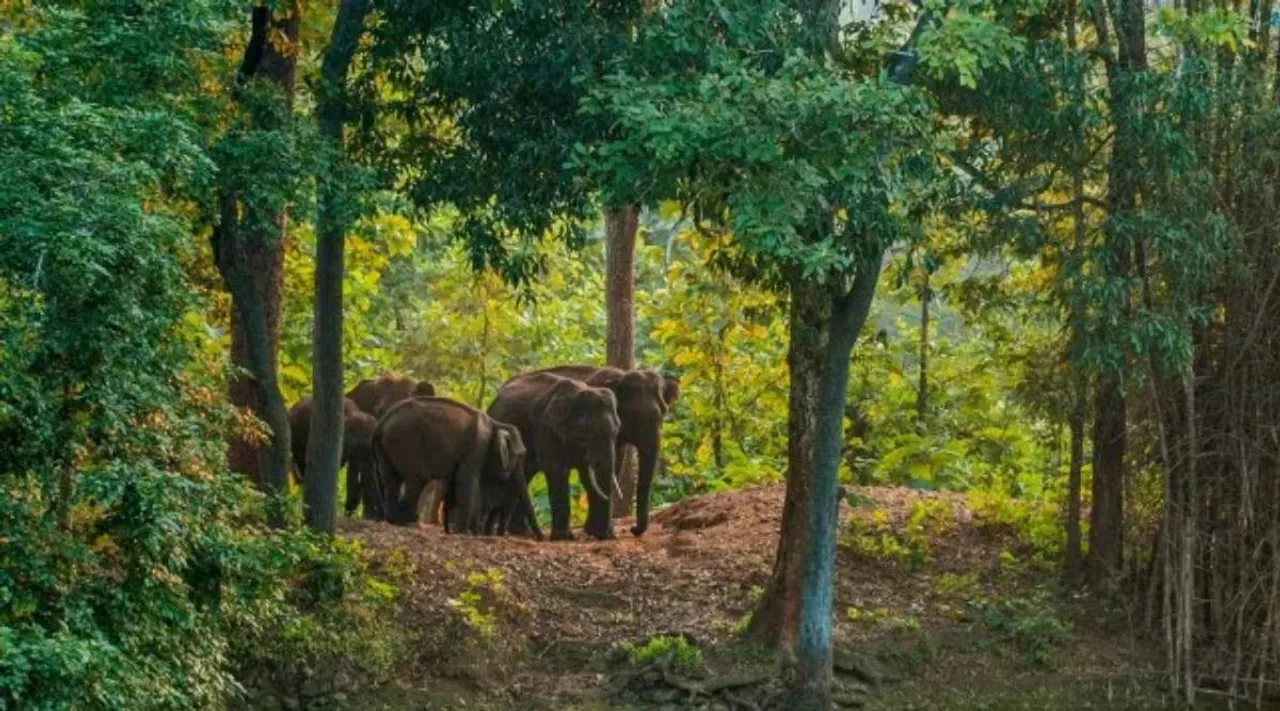 elephant