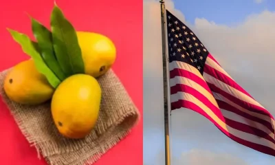 US ban mango