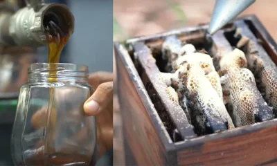 Beekeeping process