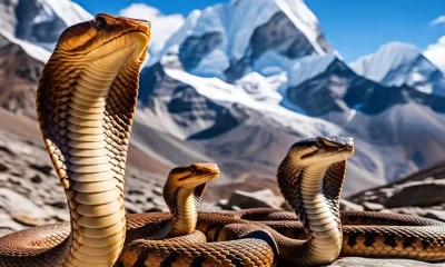cobra-mount-everest