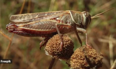 crickets