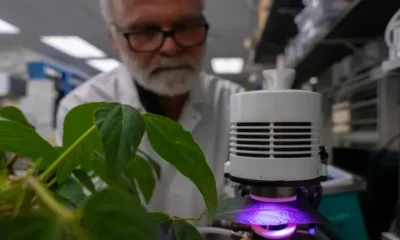 Plants emit insect-repelling chemical