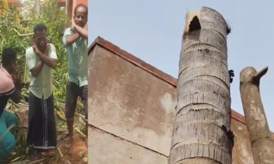 Puducherry 2 men apology to coconut mango tree for cutting Tamil News