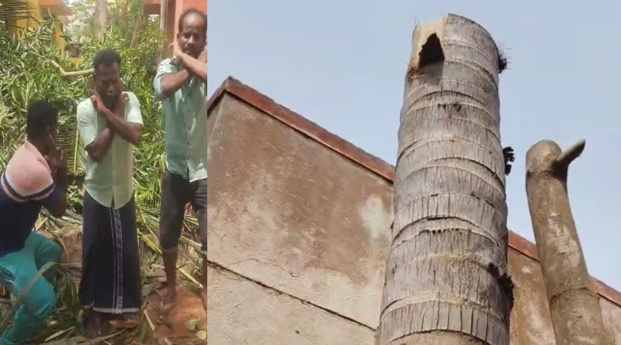 Puducherry 2 men apology to coconut mango tree for cutting Tamil News
