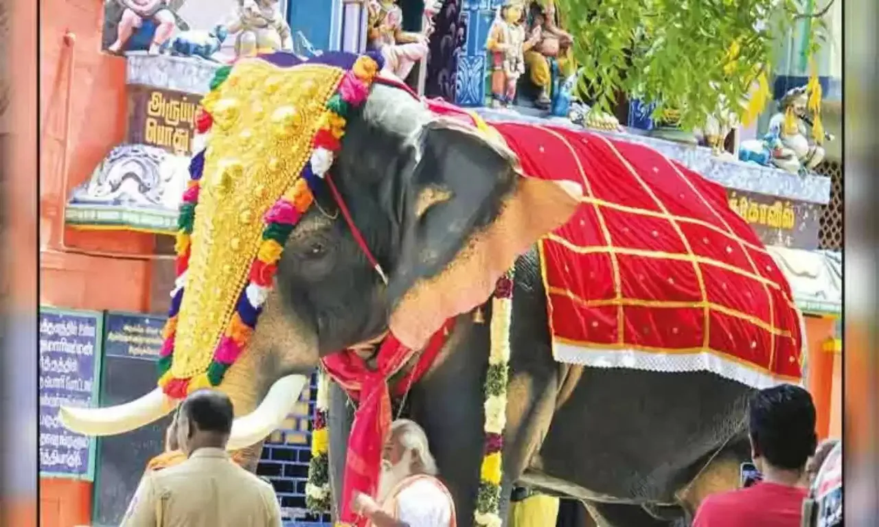 Trisha donate mechanical Gaja elephant Aruppukkottai temple virudhunagar Tamil News