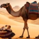 Camel Antibodies