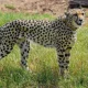 Cheetah Kuno National Park x