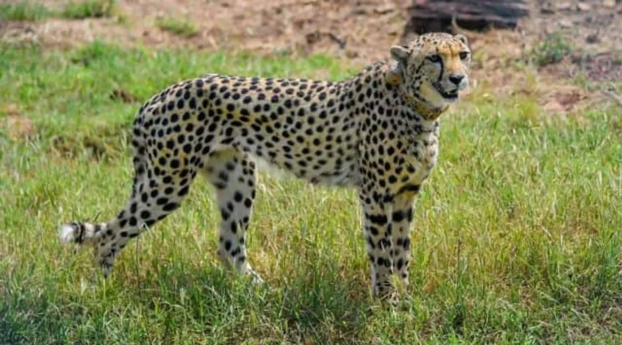 Cheetah Kuno National Park x